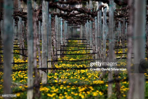 Wild-flowers abound between the still-dormant vines at the Acetaia Leonardi on March 27, 2017 in the village of Magreta di Formigine in the Italian...