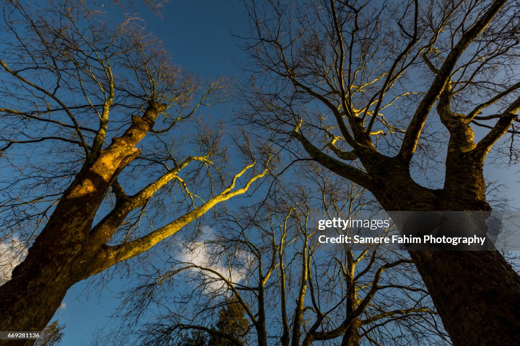 Trees From Below