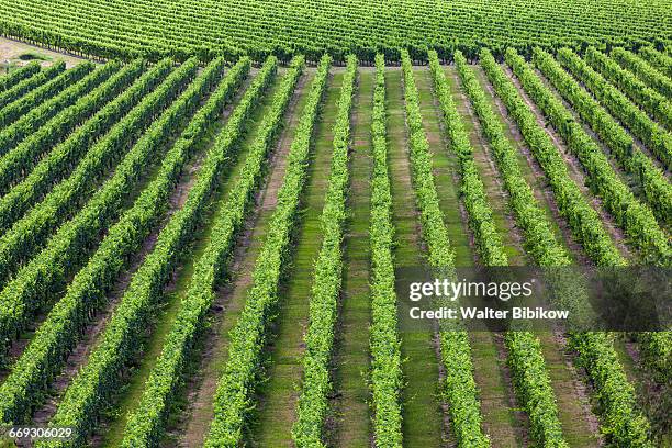 new zealand, north island, exterior - napier new zealand stock-fotos und bilder