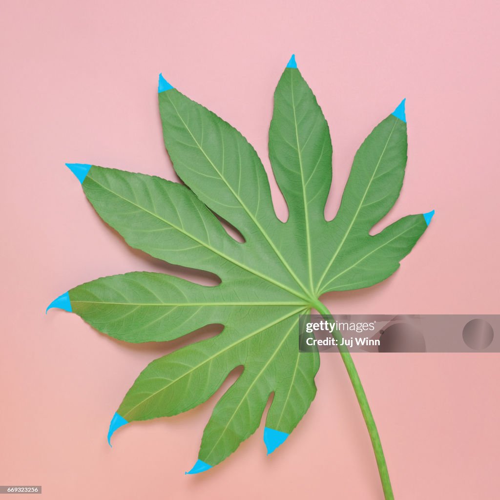 Monstera leaf with painted tips