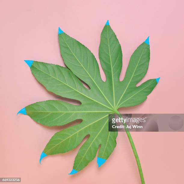 Monstera leaf with painted tips