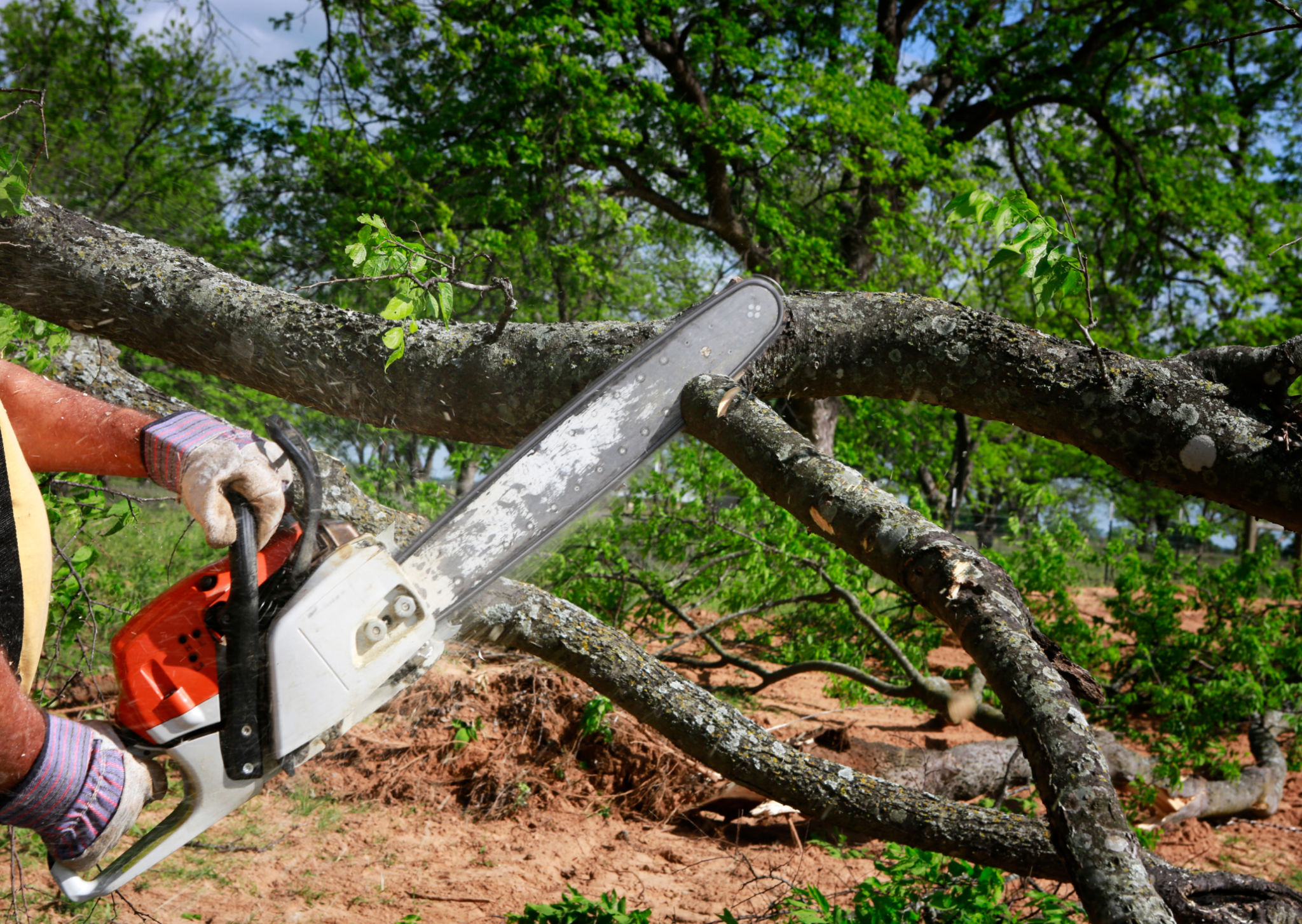 tree service professional
