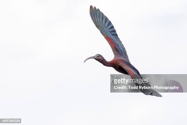 flying away - ibis giapponese foto e immagini stock