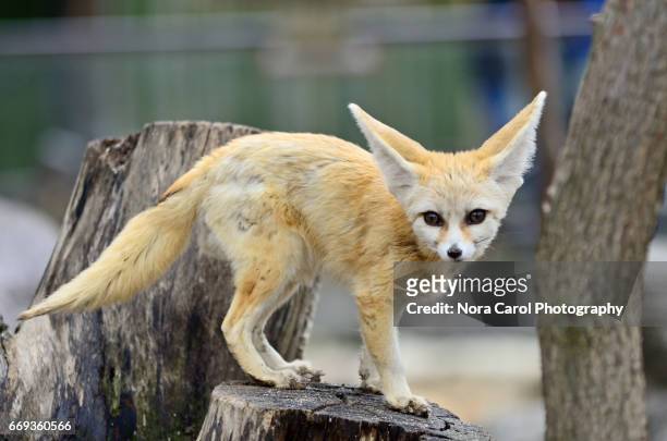 fennec fox vulpes zerda - fennec fox stock pictures, royalty-free photos & images