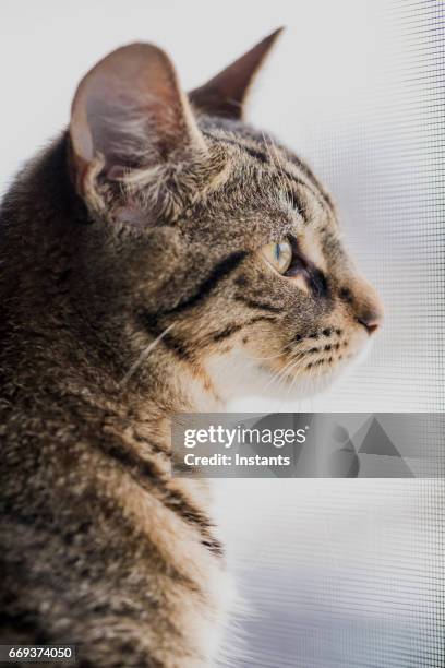 a profile shot of a quiet 7 month old mackerel tabby cat relaxing. - cat profile stock pictures, royalty-free photos & images