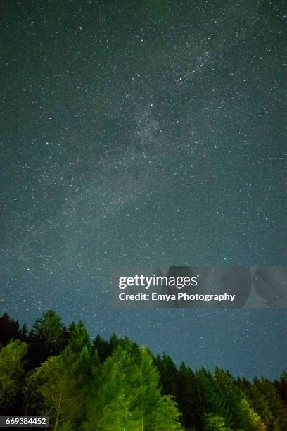 stars over the trees - conifera stockfoto's en -beelden