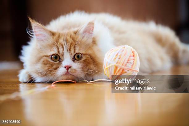 gatto annoiato di giocare con la palla - wool ball foto e immagini stock