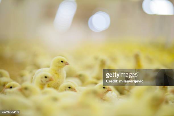 schuur vol met kleine jonge gele kippen - young bird stockfoto's en -beelden