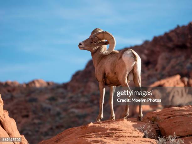 bighorn sheep-valley of fire state park - bighorn sheep stock pictures, royalty-free photos & images