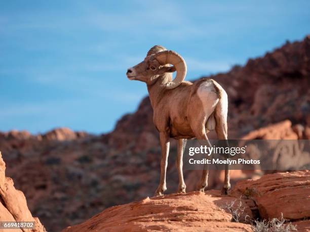 bighorn sheep-valley of fire state park - muflão do canadá imagens e fotografias de stock