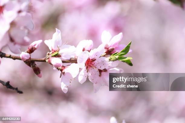 peach blossom - bucheon stock pictures, royalty-free photos & images