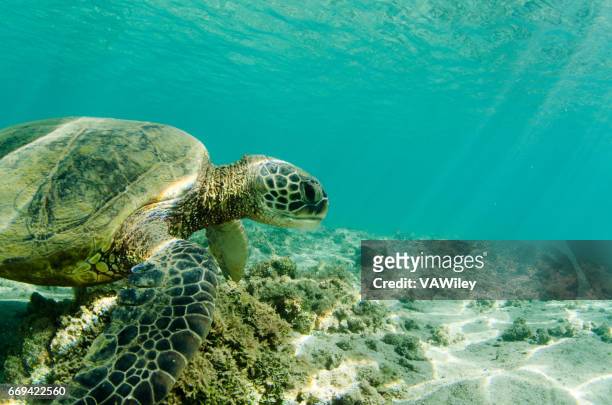 tortuga bajo el agua en agua bella - socorro island fotografías e imágenes de stock