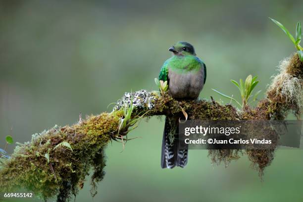 resplendent quetzal - quetzal stock pictures, royalty-free photos & images