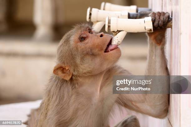 Macaques quenches its thirst to beat the scorching heat at Galta ji Temple in Jaipur,Rajasthan , India on April 17, 2017. Heat wave conditions...