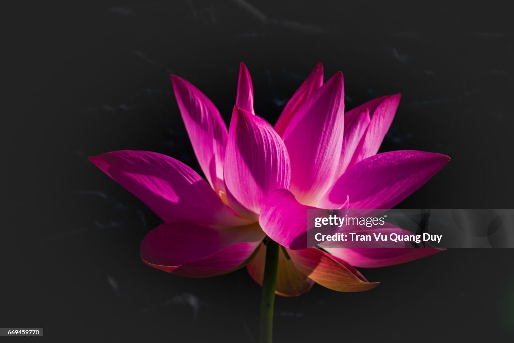 Lotus on black background