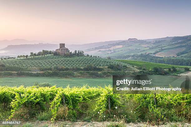 vineyards near to orvieto, umbria. - orvieto stock pictures, royalty-free photos & images