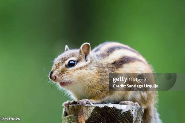 chipmunk (tamias sp) or korean squirrel - シマリス ストックフォトと画像