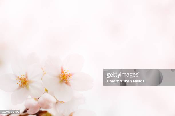full frame shot, beautiful sakura, cherry blossoms in full bloom - 幸福 stock-fotos und bilder
