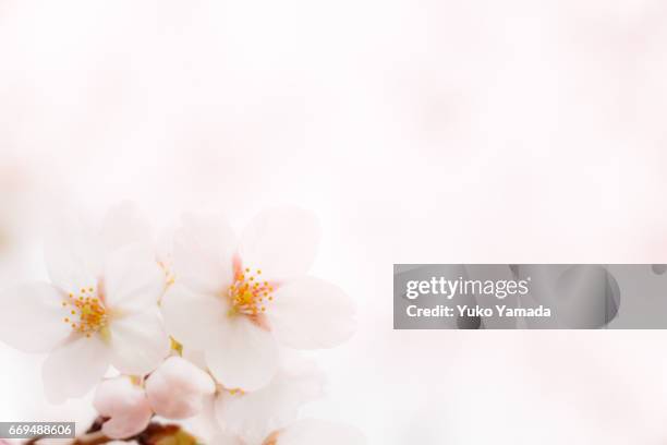 full frame shot, beautiful sakura, cherry blossoms in full bloom - 純真 stock pictures, royalty-free photos & images