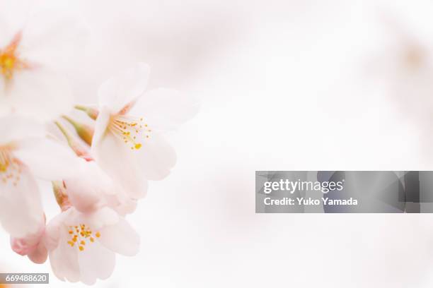 full frame shot, beautiful sakura, cherry blossoms in full bloom - 始まり 個照片及圖片檔