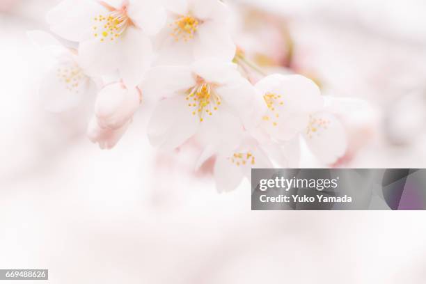 full frame shot, beautiful sakura, cherry blossoms in full bloom - デフォーカス photos et images de collection