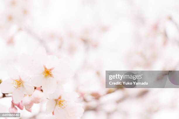 full frame shot, beautiful sakura, cherry blossoms in full bloom - 朗らか stock-fotos und bilder