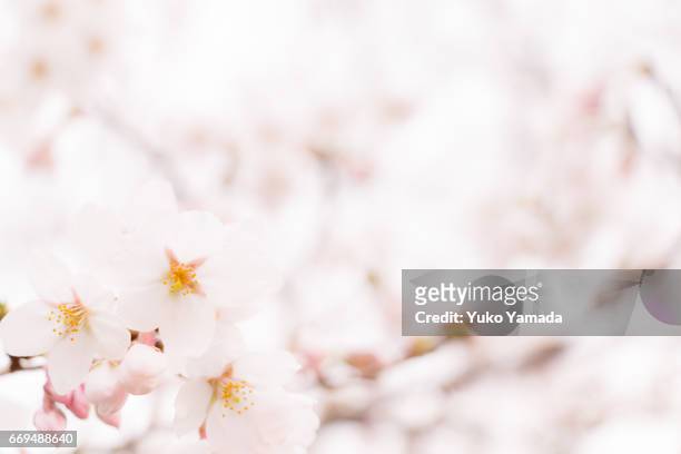 full frame shot, beautiful sakura, cherry blossoms in full bloom - 純真 stock pictures, royalty-free photos & images