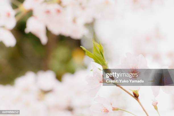 full frame shot, beautiful sakura, cherry tree in spring time - 郊外の風景 stock-fotos und bilder