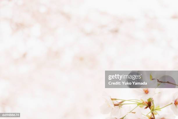 full frame shot, beautiful sakura, cherry tree in spring time - 純真 stock pictures, royalty-free photos & images