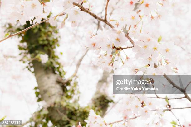 full frame shot, beautiful sakura, cherry tree in spring time - デフォーカス photos et images de collection
