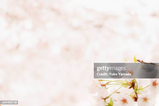 full frame shot, beautiful sakura, cherry tree in spring time - 始まり fotografías e imágenes de stock