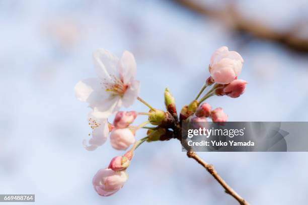 full frame shot, beautiful sakura, cherry tree over blue sky - 始まり fotografías e imágenes de stock