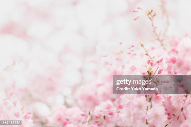 full frame shot, beautiful sakura, weeping cherry tree in bloom - 朗らか stock pictures, royalty-free photos & images