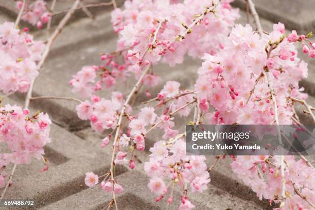 full frame shot, beautiful sakura, weeping cherry tree in bloom - 始まり stock-fotos und bilder