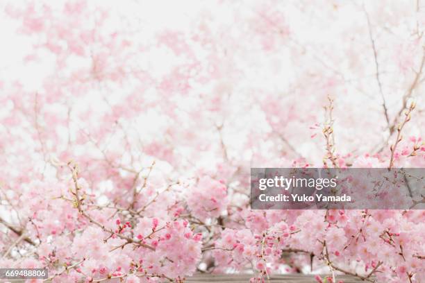 full frame shot, beautiful sakura, weeping cherry tree in bloom - 始まり fotografías e imágenes de stock