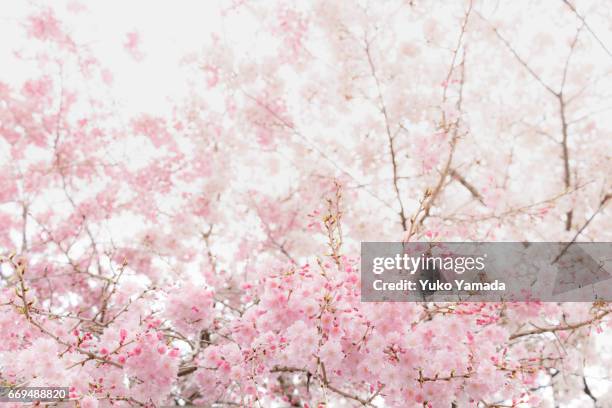 full frame shot, beautiful sakura, weeping cherry tree in bloom - 始まり fotografías e imágenes de stock