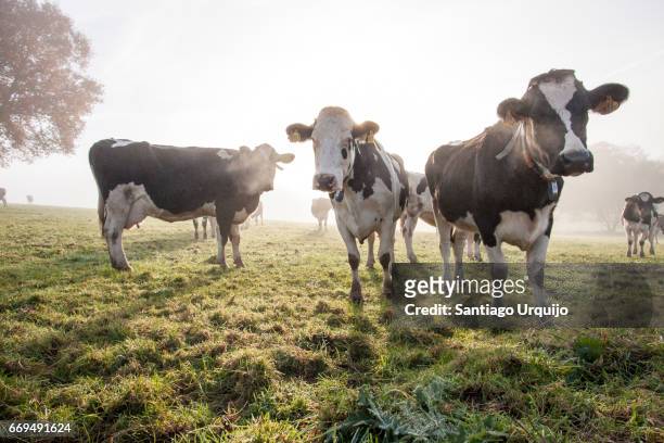 holstein cows grazing on a meadow - cow stock-fotos und bilder