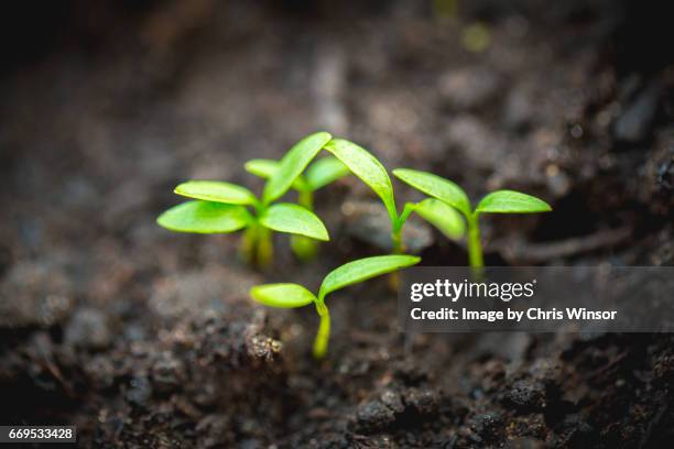 fresh growth - seedling stock pictures, royalty-free photos & images