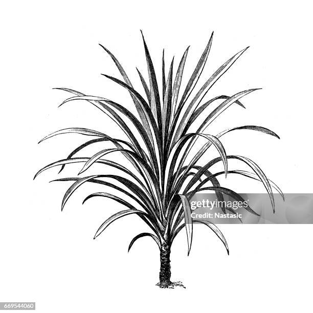 Dracaena Nutans High-Res Vector Graphic