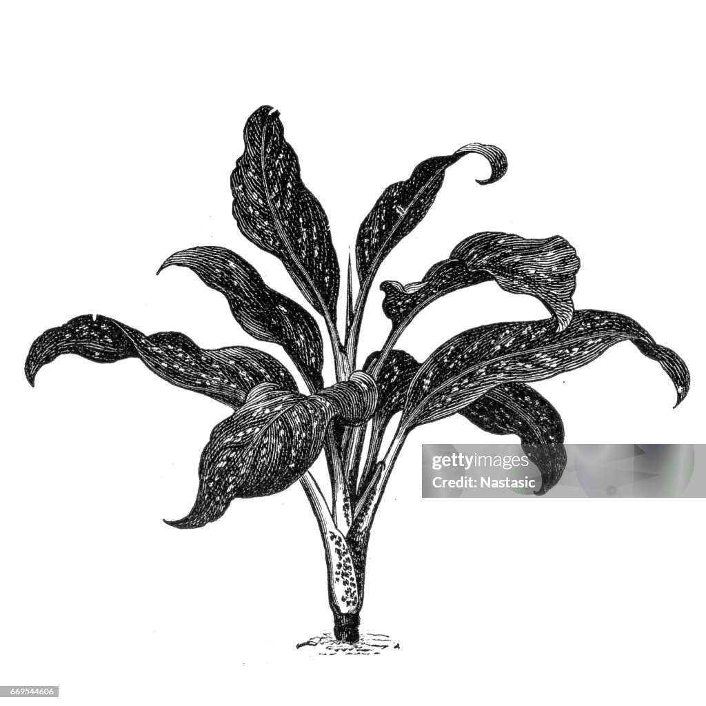 Dumbcane (Dieffenbachia seguine)