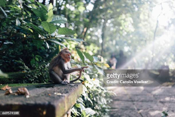 monkey in ubud monkey forest - ubud monkey forest stock pictures, royalty-free photos & images