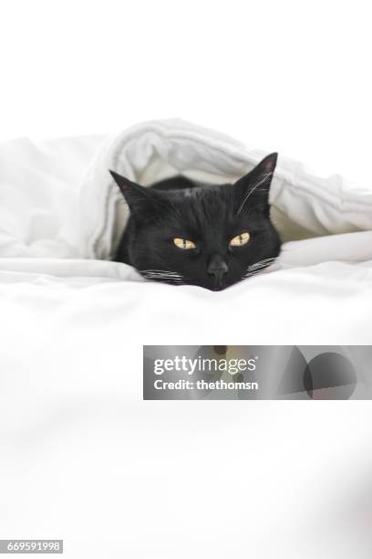 black cat lying in white bed - variable schärfentiefe - fotografias e filmes do acervo