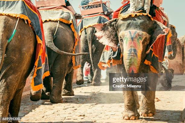 amber palace indische olifanten konvooi jaipur, india - indische olifant stockfoto's en -beelden