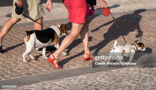 Dogs being walked by their owners at Boca do Inferno on April 12, 2017 in Cascais, Portugal. Although active all year round, Portuguese tourist...