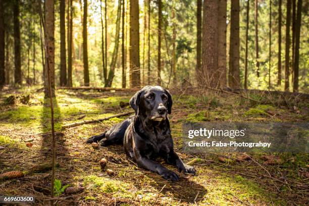 labrador on the hunt - tiere bei der jagd 個照片及圖片檔