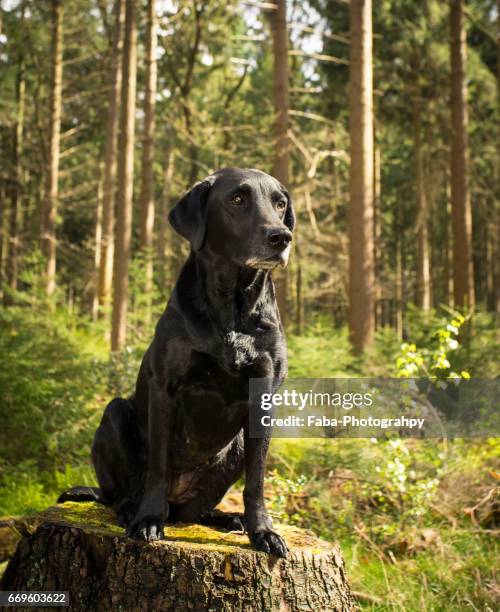 labrador - einzelnes tier stock pictures, royalty-free photos & images