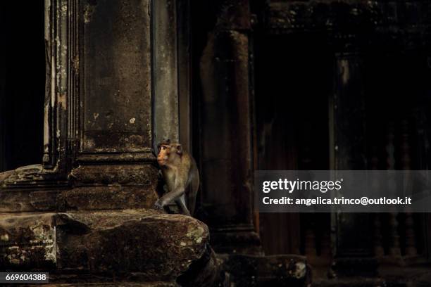 monkey - viaggio di nozze stock pictures, royalty-free photos & images