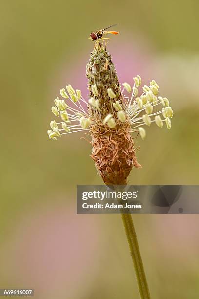 american hover fly on english plantain - plantago lanceolata stock pictures, royalty-free photos & images