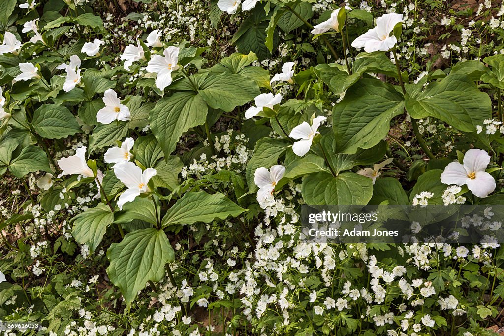 Trillium and Fringed Phacelia on slope