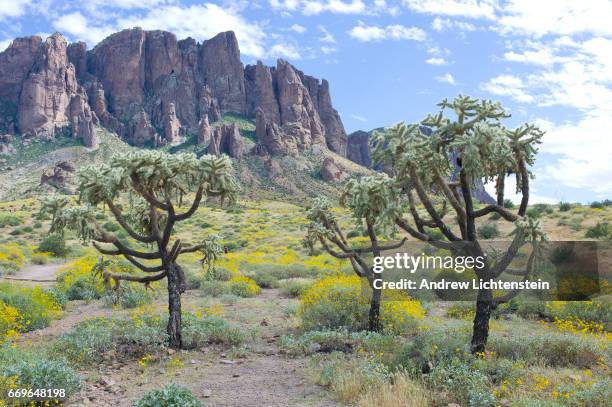 Spring wild flowers bloom in the Sonoran desert's Superstition Mountains on March 25, 2017 at the Lost Dutchman State Park in Arizona.